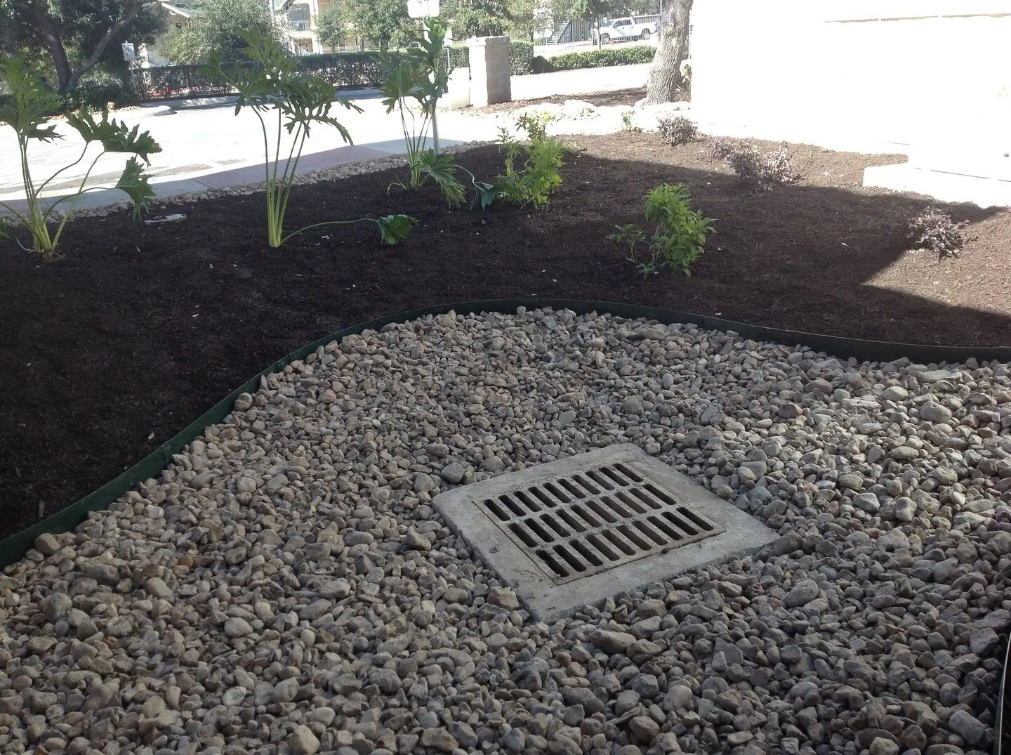 Drain grate in a river-rock bed beside mulch and young plants